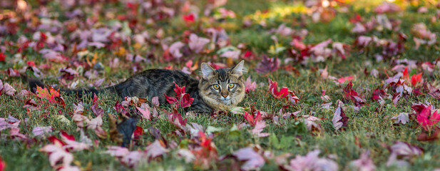 Beautiful Maine Coon cat breed in the leaves in autumn. 