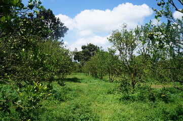orange trees in the field