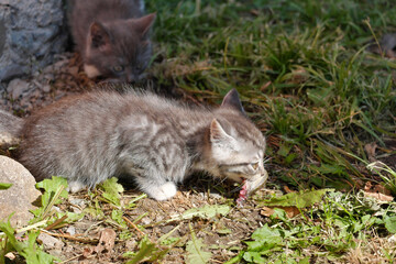 Obraz premium A small gray kitten eating raw fish with an appetite