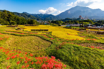 秋の寺坂棚田