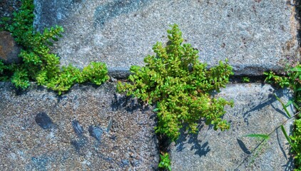 green wild plants growing between the paving blocks