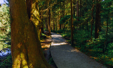 Sunlight filtering through trees in an easy-walking BC urban forest park.