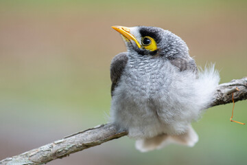 Baby Noisy Miner with fluffy down