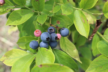 fruits of blueberry