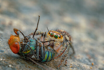 a spider eats a fly taken at close range (Macro) details of a spider eating
