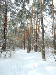 Fototapeta premium winter snowy sunny forest landscape with pine trees, copy space