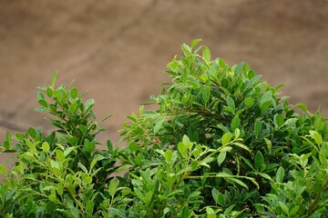 herbs on the ground