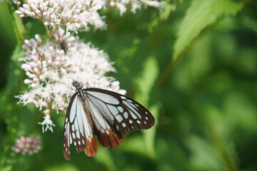フジバカマとアサギマダラ