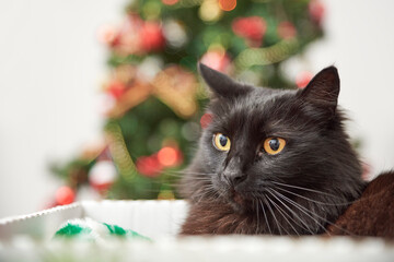 Bright portrait of a charming black cat resting in a box with a Christmas tree with ornaments and lights in the background. Clean composition with copy space.