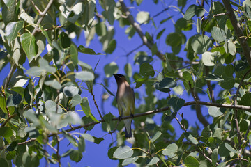 Cedar Waxwing on a Branch