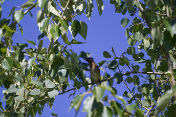 Cedar Waxwing on a Branch