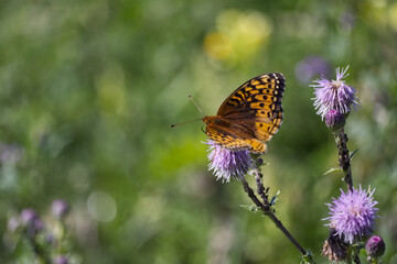 A Butterfly on a Thistle
