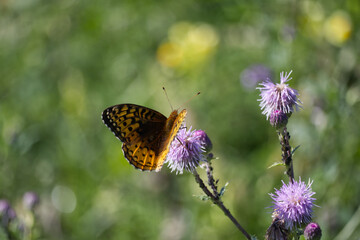 A Butterfly on a Thistle