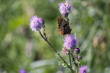A Butterfly on a Thistle