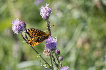 A Butterfly on a Thistle