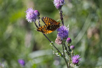 A Butterfly on a Thistle