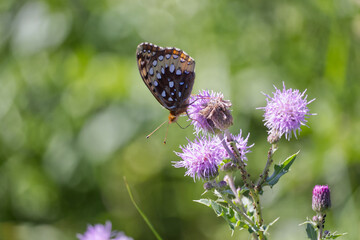 A Butterfly on a Thistle
