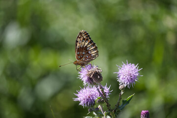 A Butterfly on a Thistle