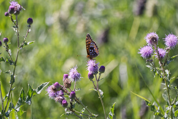A Butterfly on a Thistle