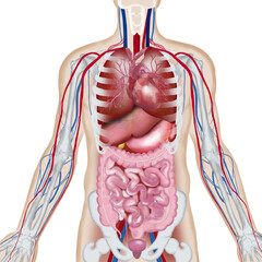 Digital illustration of human organs
