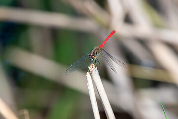 マユタテアカネ♂