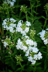 white flowers in the garden