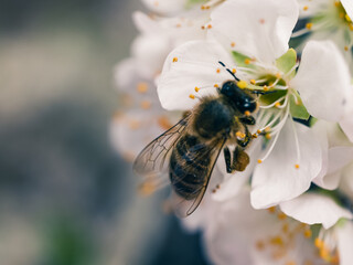 Bee on a flower