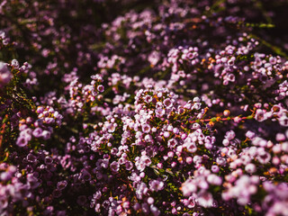 Obraz premium flowers in the garden
