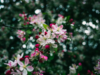 pink and white flowers