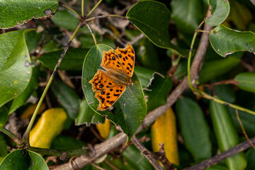 Chinese Comma - Polygonia c-aureum - is resting on the leaf.