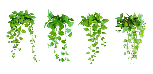 Epipremnum aureum, Pothos bush, shrub leaves are green. Isolated on White background and clipping path. (Golden Pothos, Scindapsus, Devils Ivy)
Total collection of 4 plants.