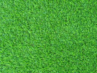 Green artificial turf. For sports fields such as football fields. 
(Tropical Carpet grass, Saranna...