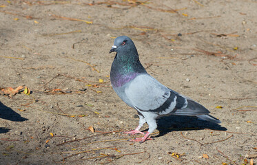 Feral pigeons are roaming in the yard, looking for food