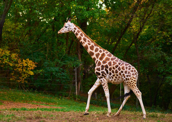 Two giraffes are roaming in their enclosure at the Bronx zoo