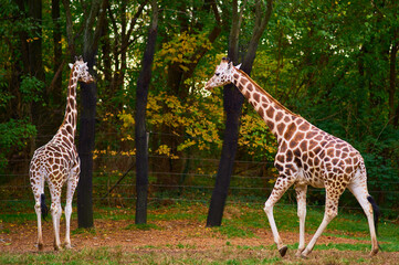 Two giraffes are roaming in their enclosure at the Bronx zoo