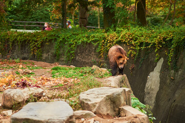 Brown Grizzly bears are roaming inside their large enclosure at the Bronx Zoo