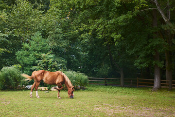 A brown horse is picking on grass in an enclosed field with one leg bent