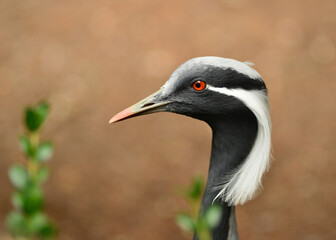 Demoiselle crane with a red eye portrait.