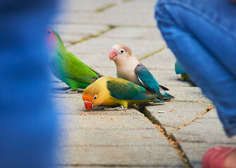 Love birds are being hand fed by visitors to the Zoo aviary