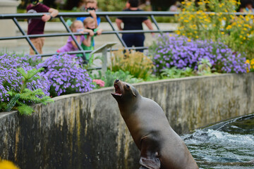 Cute sea lions are swimming and playing in their pool at the Brooklyn zoo