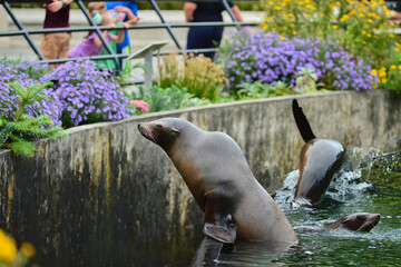 Fototapeta premium Cute sea lions are swimming and playing in their pool at the Brooklyn zoo