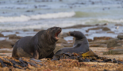 Sea Lion on New Zealand Coastline