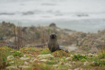 New Zealand Fur Seal Pups on the Coast