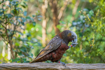 New Zealand Native Parrot Kaka in a Tree