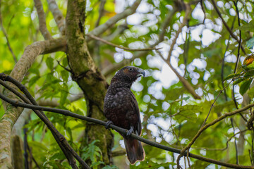 New Zealand Native Parrot Kaka in a Tree