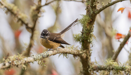 New Zealand native fantail Piwakawaka Sitting on a Branch