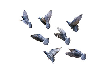 Movement Scene of Group of Rock Pigeons Flying in The Air, Transparent background PNG file.