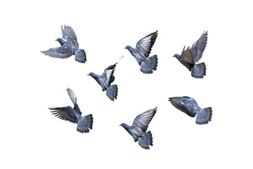 Movement Scene of Group of Rock Pigeons Flying in The Air, Transparent background PNG file.