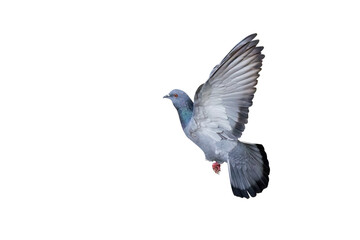 Movement Scene of Rock Pigeons Flying in The Air, Transparent background PNG file.