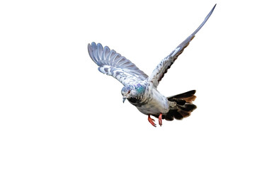 Movement Scene of Rock Pigeons Flying in The Air, Transparent background PNG file.